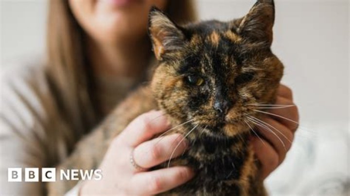 Oldest Cat In The World |